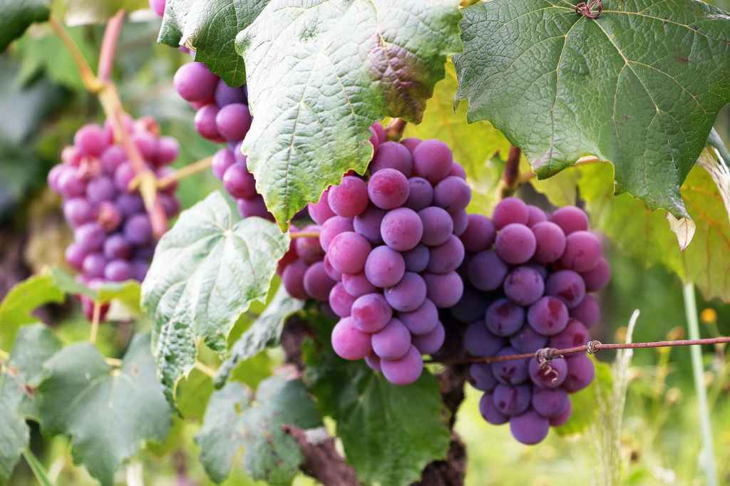 Healthy grapes on a branch. 